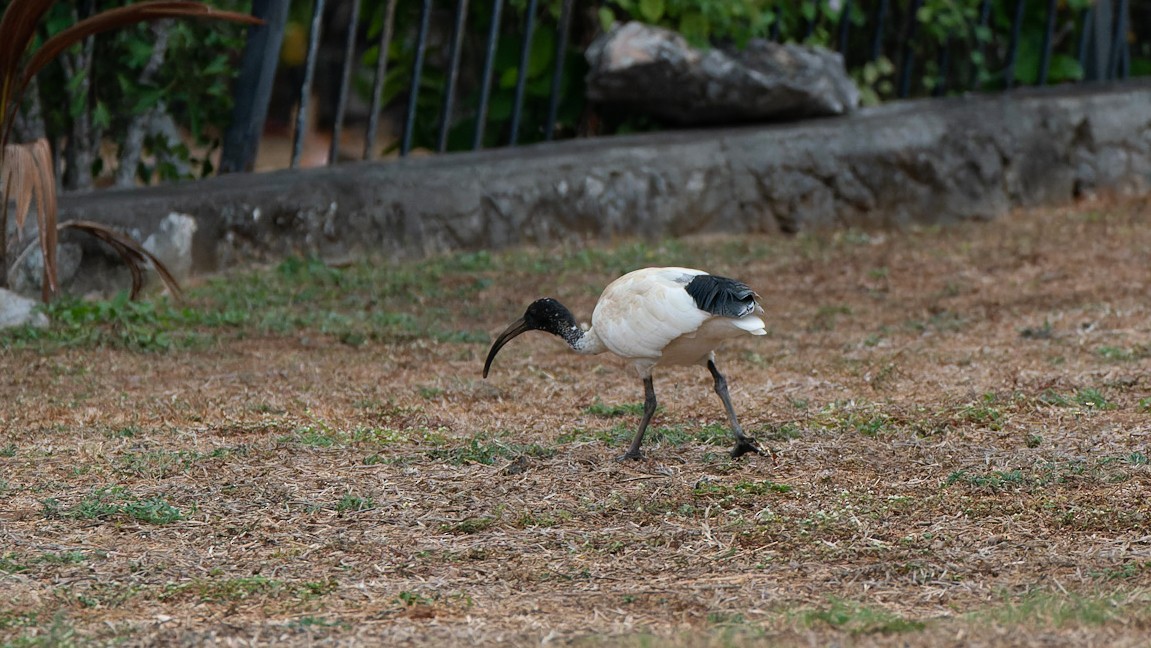 Australian Ibis - ML612443120