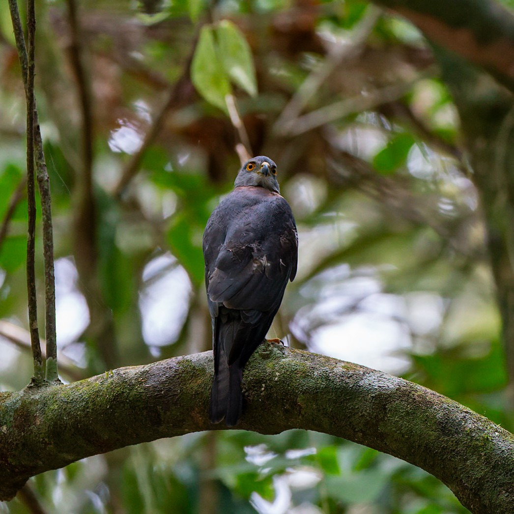 Brown Goshawk - ML612443131