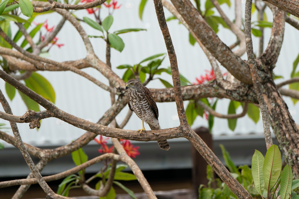 Brown Goshawk - ML612443133