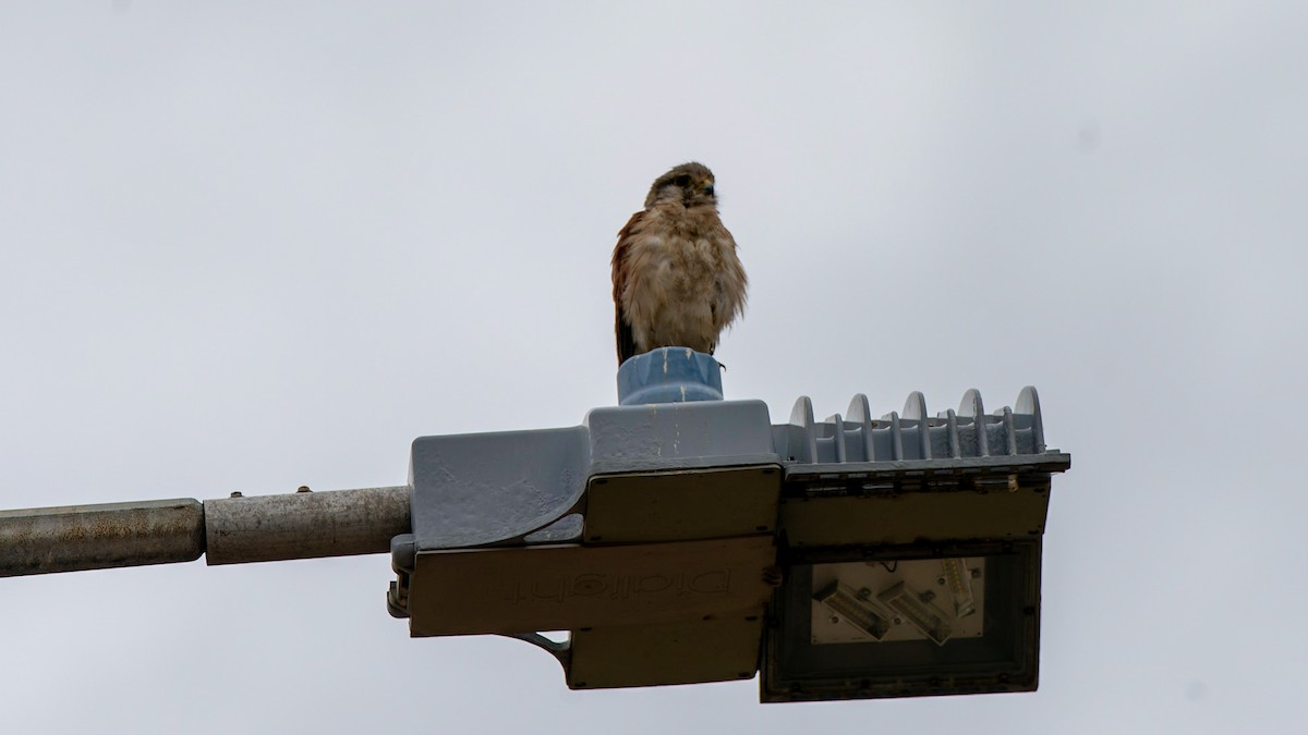 Nankeen Kestrel - ML612443136