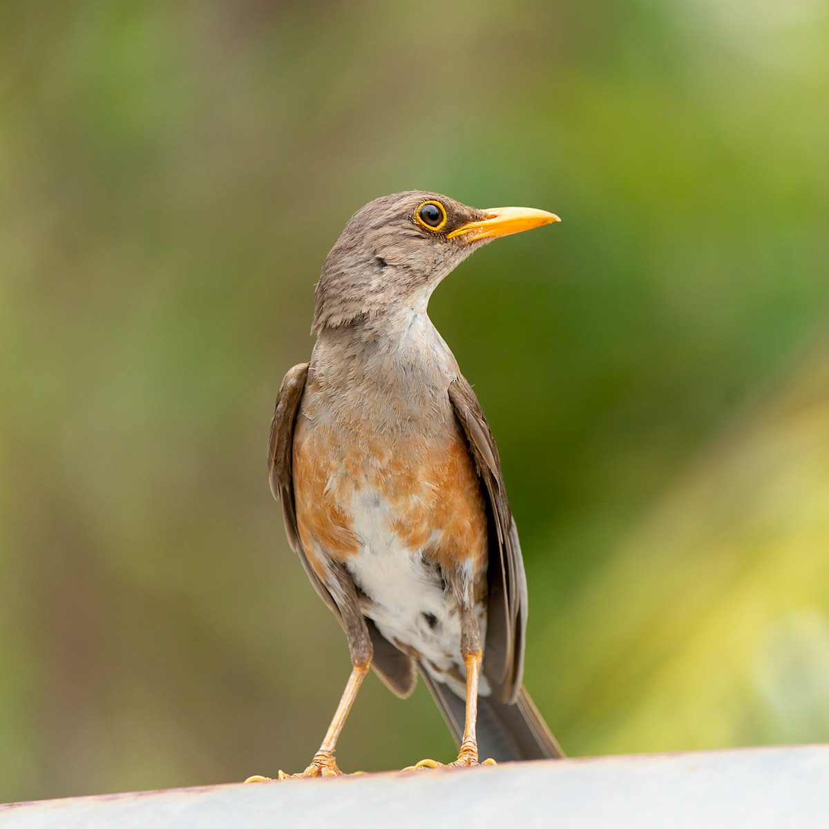 Island Thrush (Christmas) - ML612443141