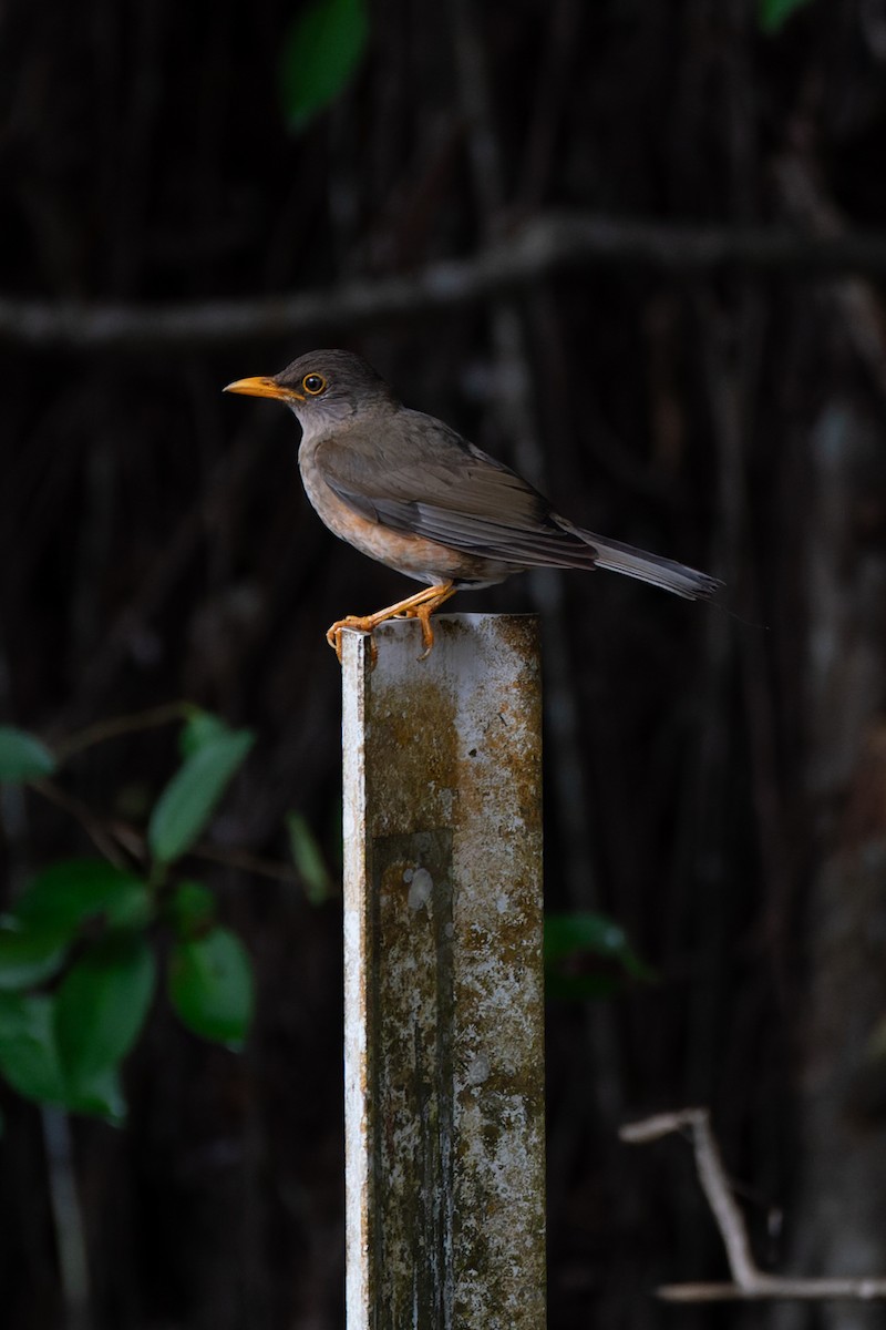 Island Thrush (Christmas) - ML612443142