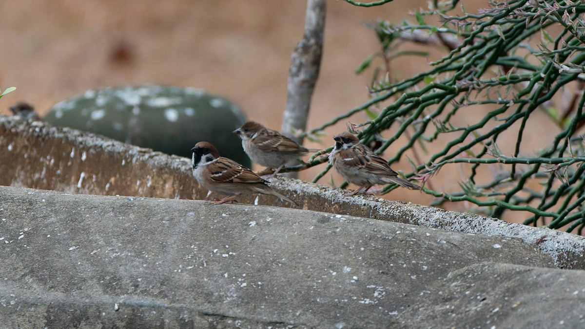 Eurasian Tree Sparrow - ML612443153