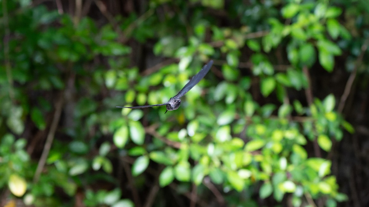 Christmas Island Swiftlet - ML612443159