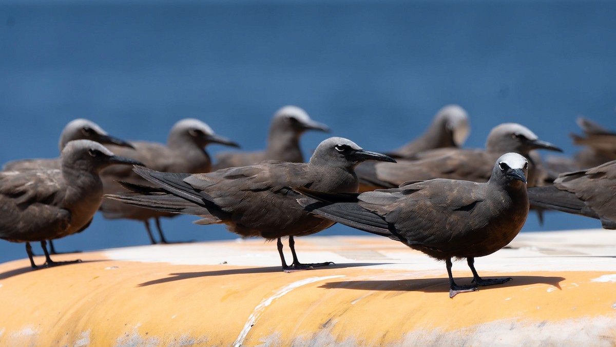 Brown Noddy - ML612443186