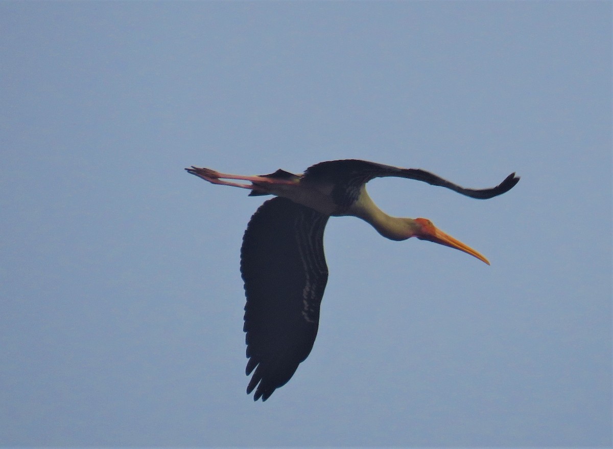 Painted Stork - ML612443231