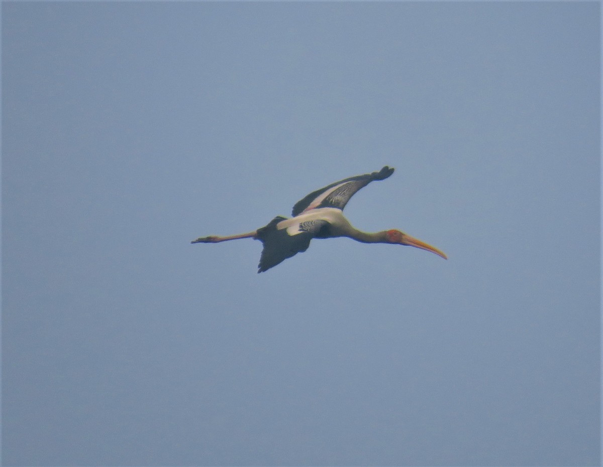 Painted Stork - ML612443234