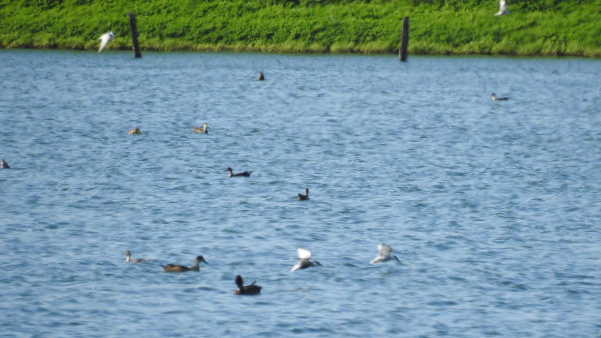 Whiskered Tern - ML612443239