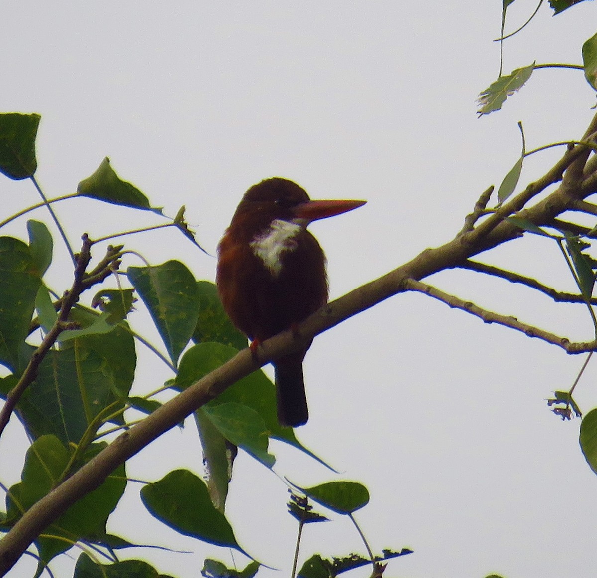 White-throated Kingfisher - ML612443240