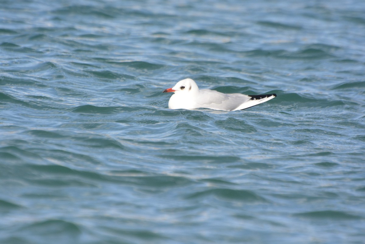 Mouette rieuse - ML612443261