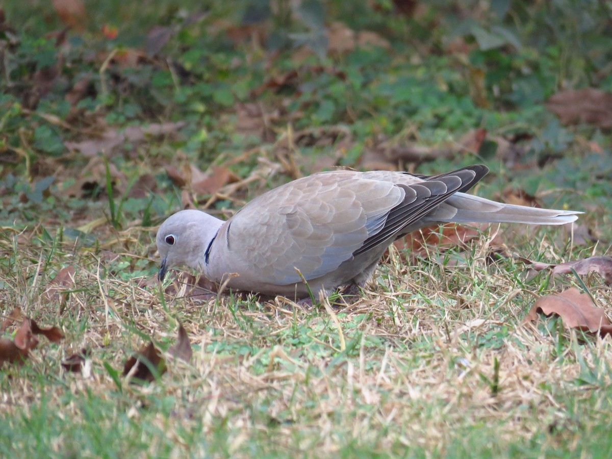 Eurasian Collared-Dove - Franck Curk