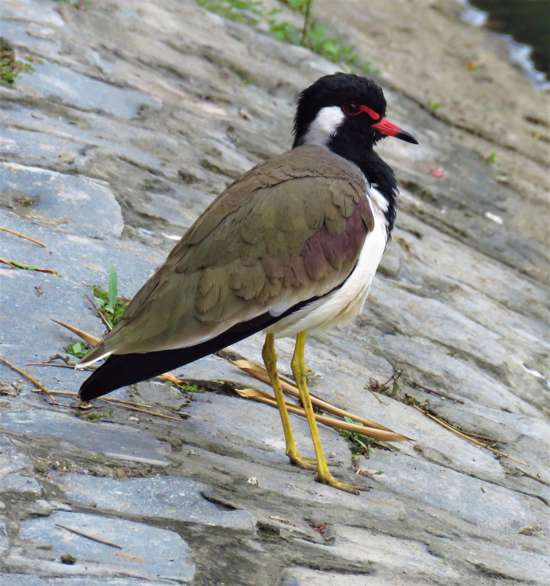 Red-wattled Lapwing - ML612443336