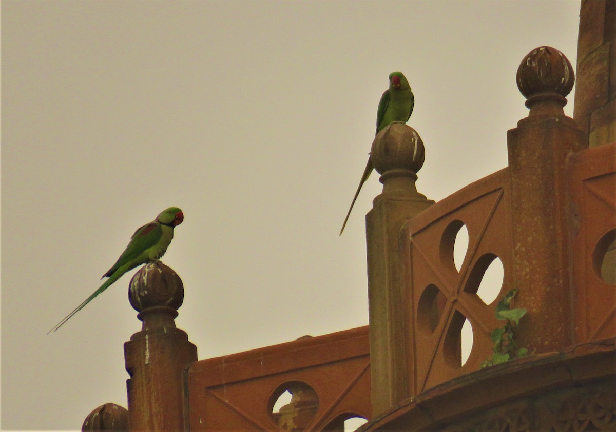 Alexandrine Parakeet - ML612443357