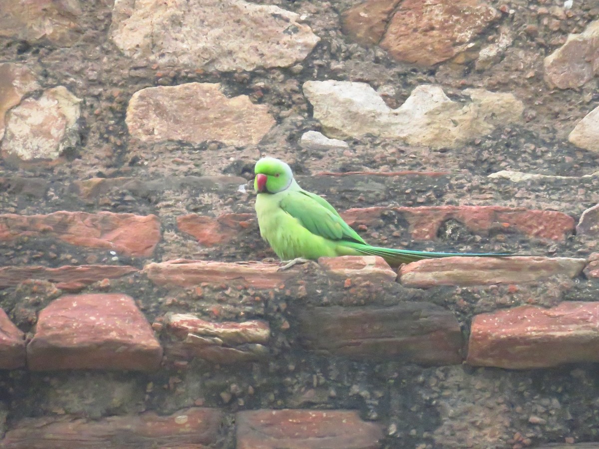 Rose-ringed Parakeet - ML612443369