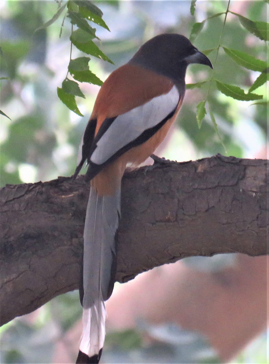 Rufous Treepie - ML612443373