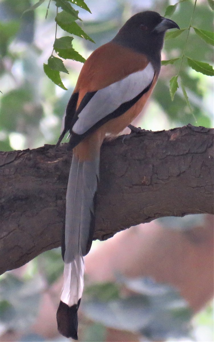 Rufous Treepie - ML612443374