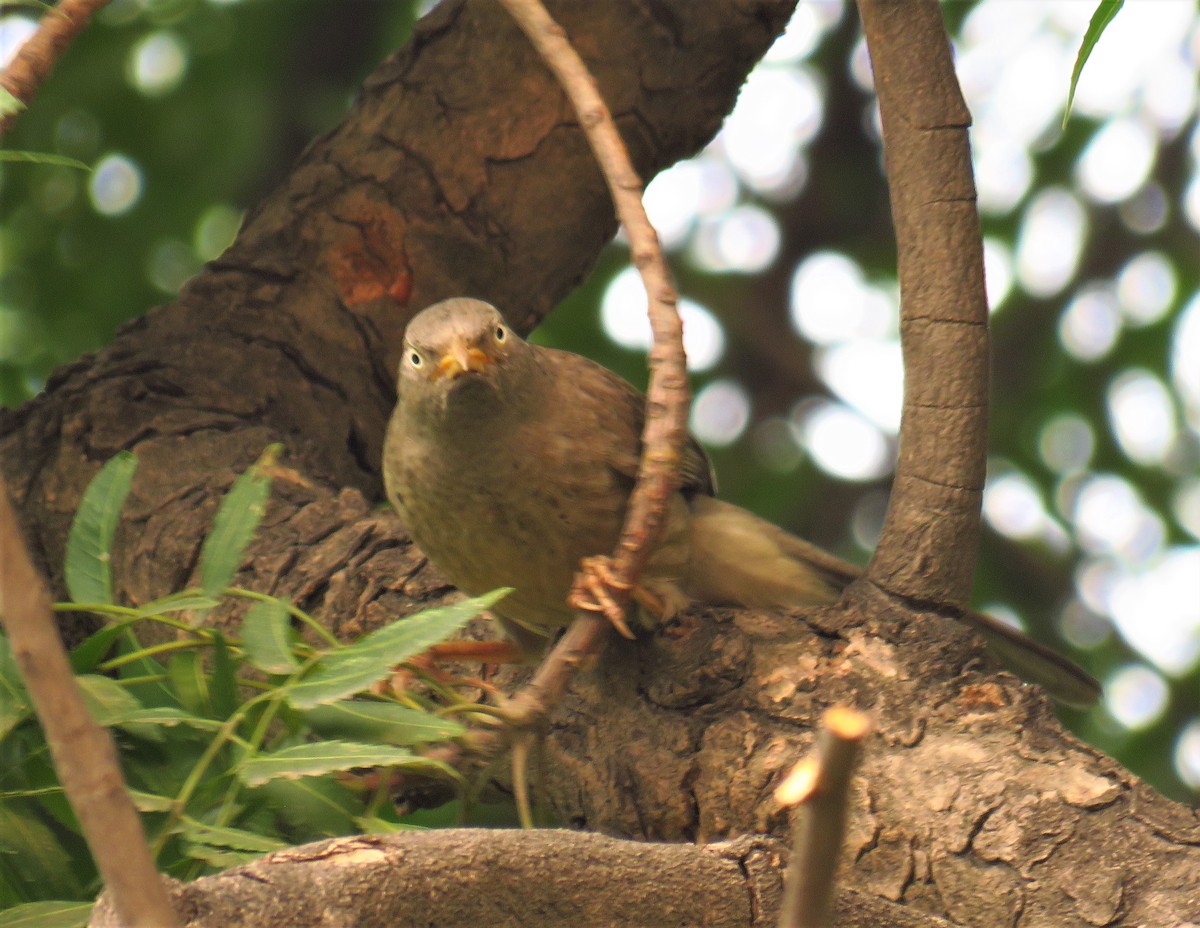 Jungle Babbler - ML612443382