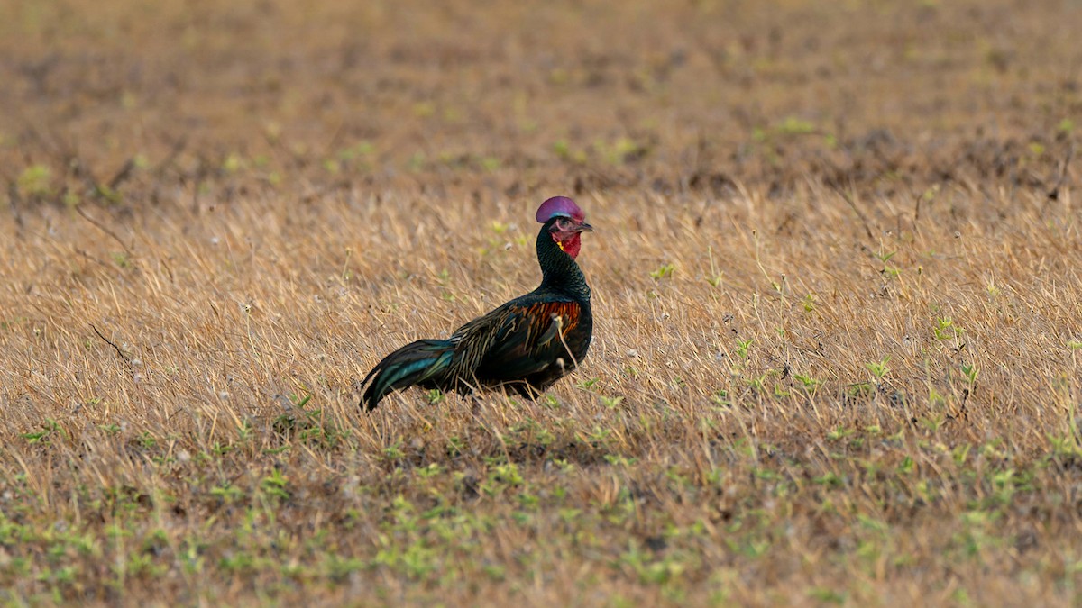 Green Junglefowl - ML612443394