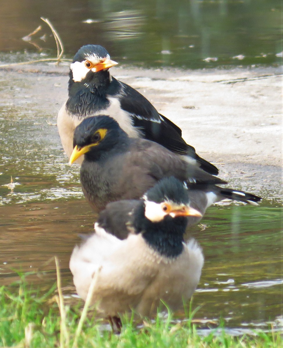 Indian Pied Starling - ML612443407