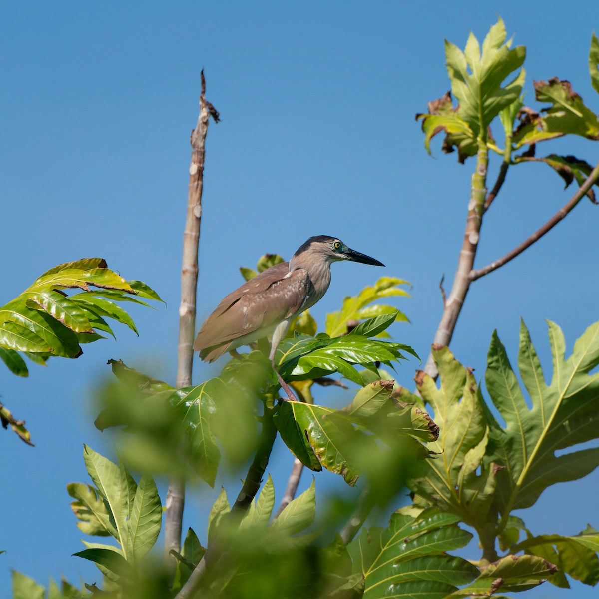 Nankeen Night Heron - ML612443414