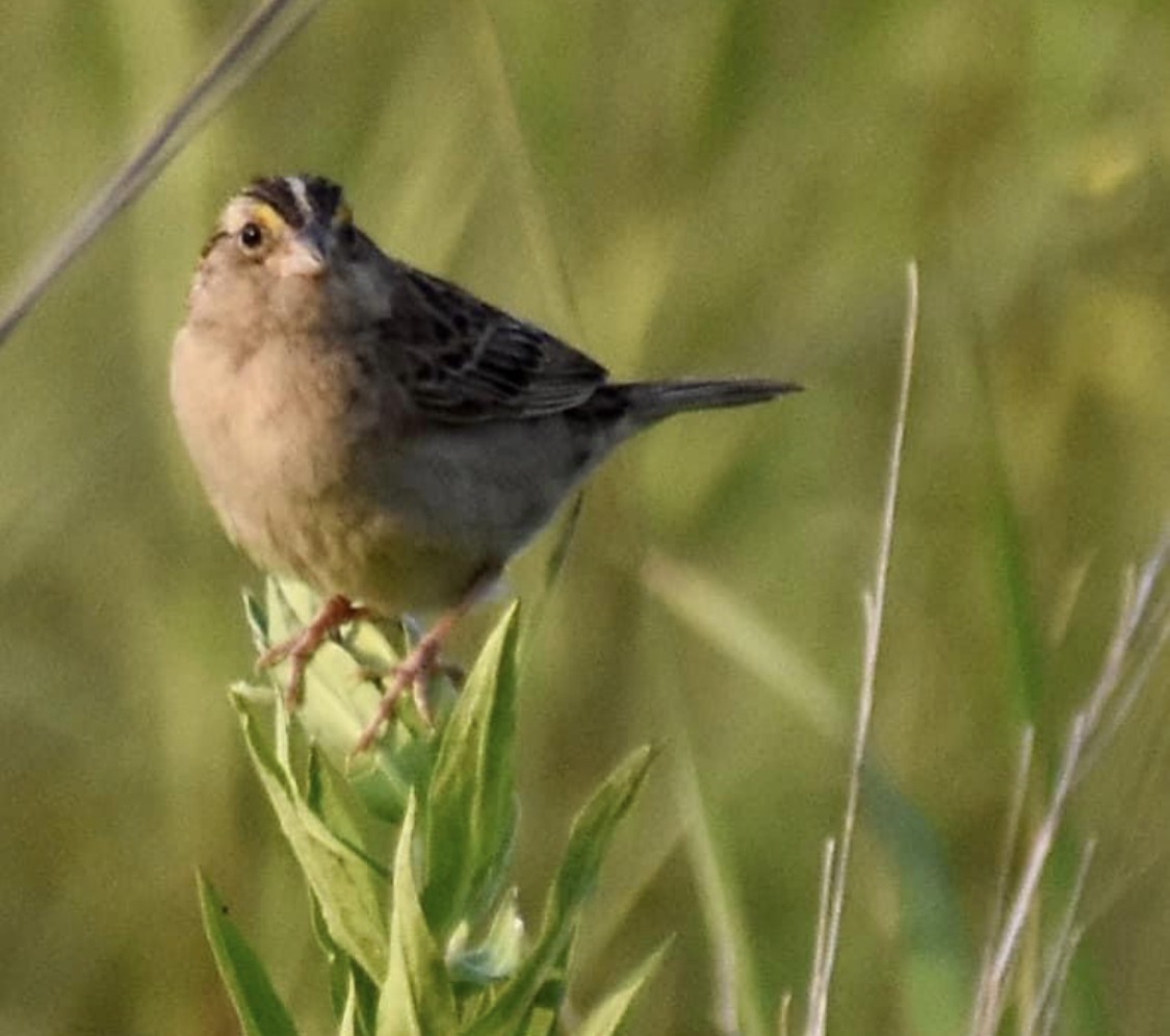 Grasshopper Sparrow - Dawn Pietrykowski