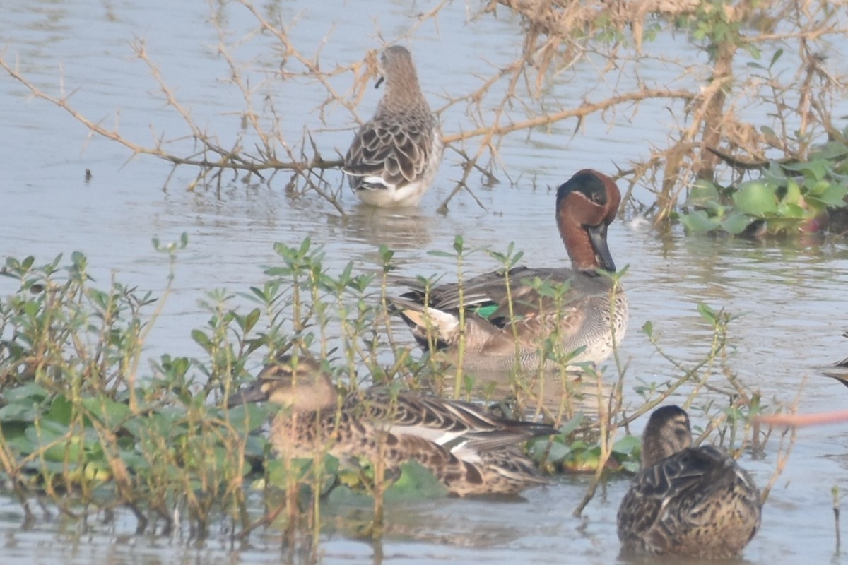 Green-winged Teal - ML612443462