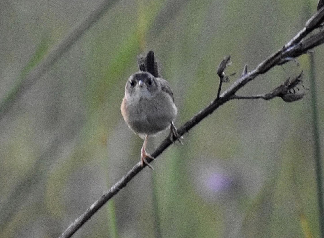 Sedge Wren - ML612443505