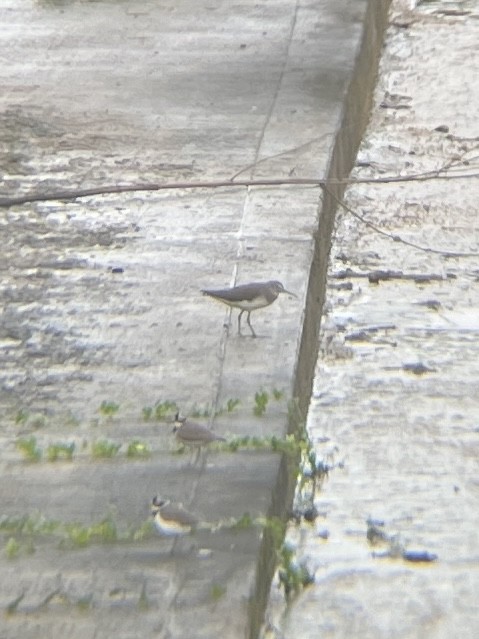 Green Sandpiper - Josh Gatchalian