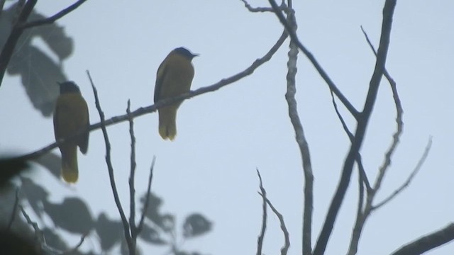 Bulbul cap-nègre - ML612443604