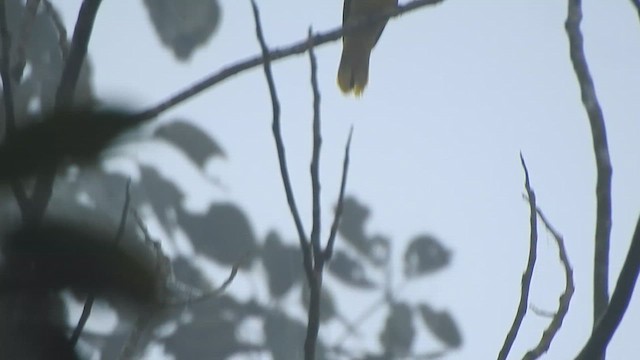 Bulbul cap-nègre - ML612443606