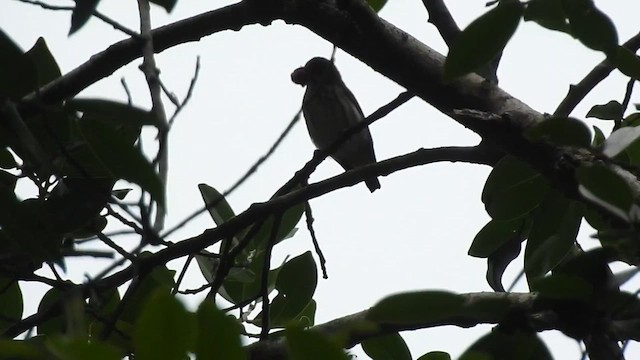 Yellow-vented Flowerpecker - ML612443626