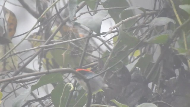 Scarlet-backed Flowerpecker - ML612443638