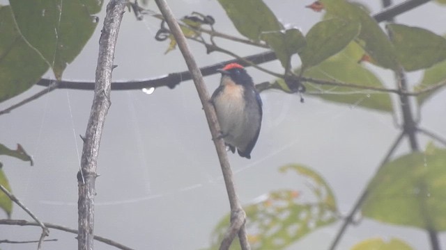 Scarlet-backed Flowerpecker - ML612443639