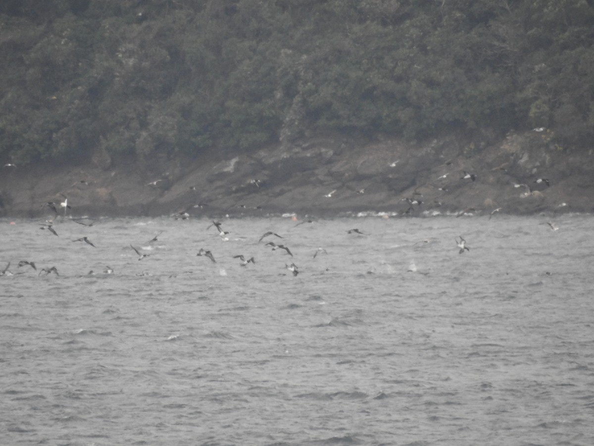 Brown Booby (Forster's) - ML612443710