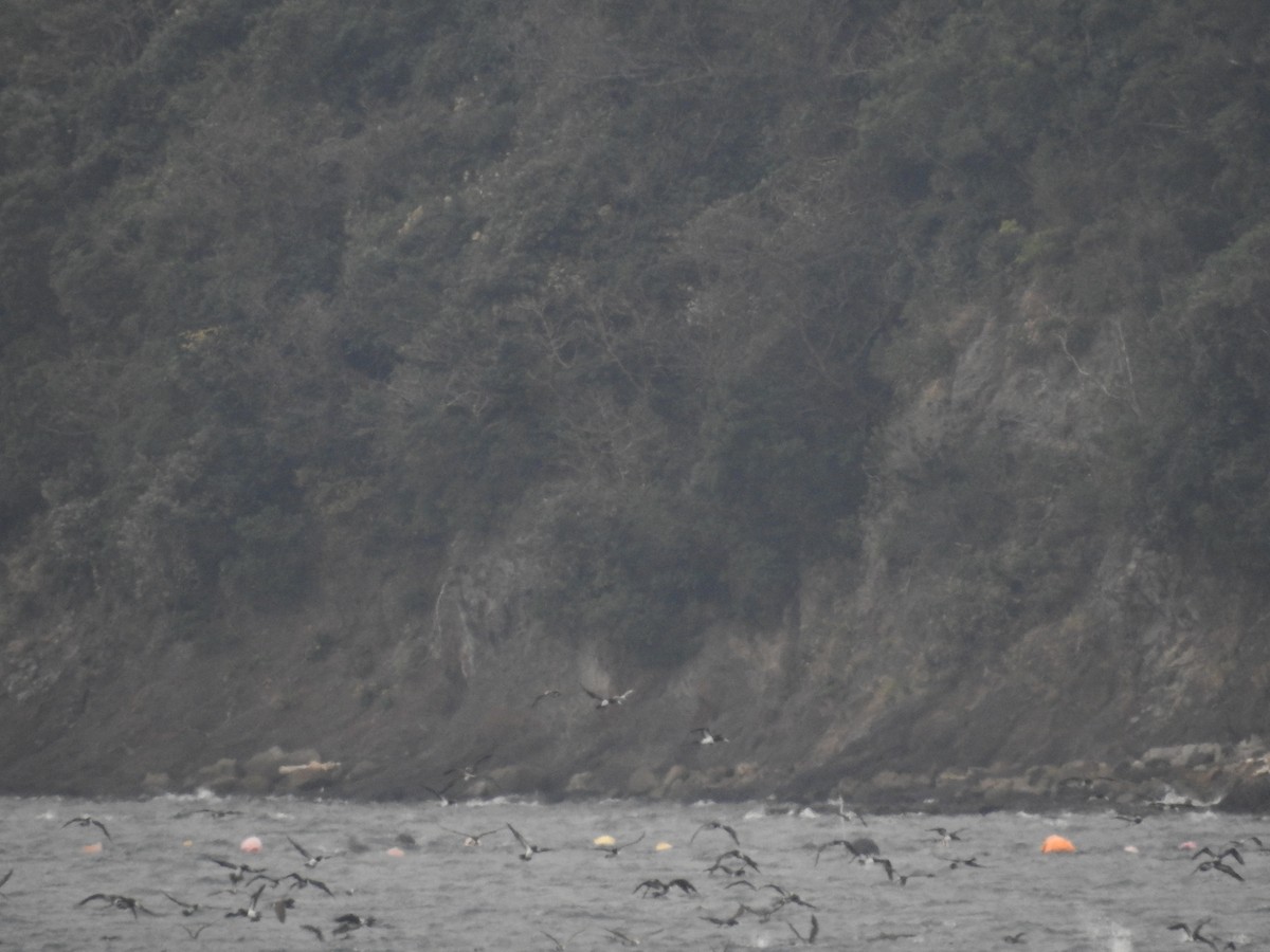 Brown Booby (Forster's) - ML612443711