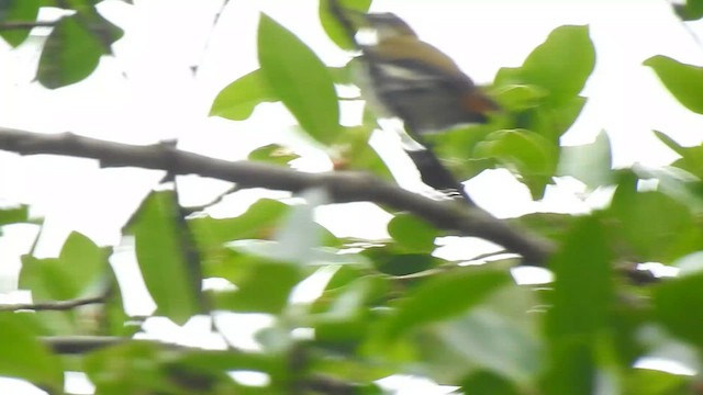 Yellow-vented Flowerpecker - ML612443754