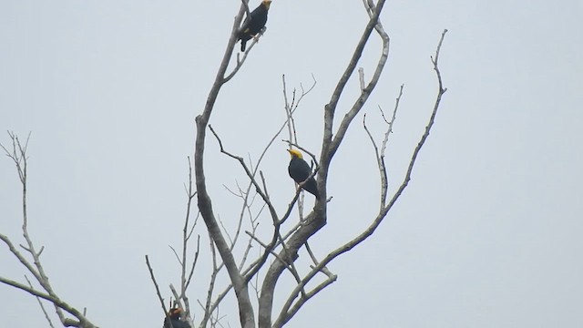 Golden-crested Myna - ML612443757