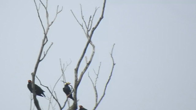 Golden-crested Myna - ML612443758