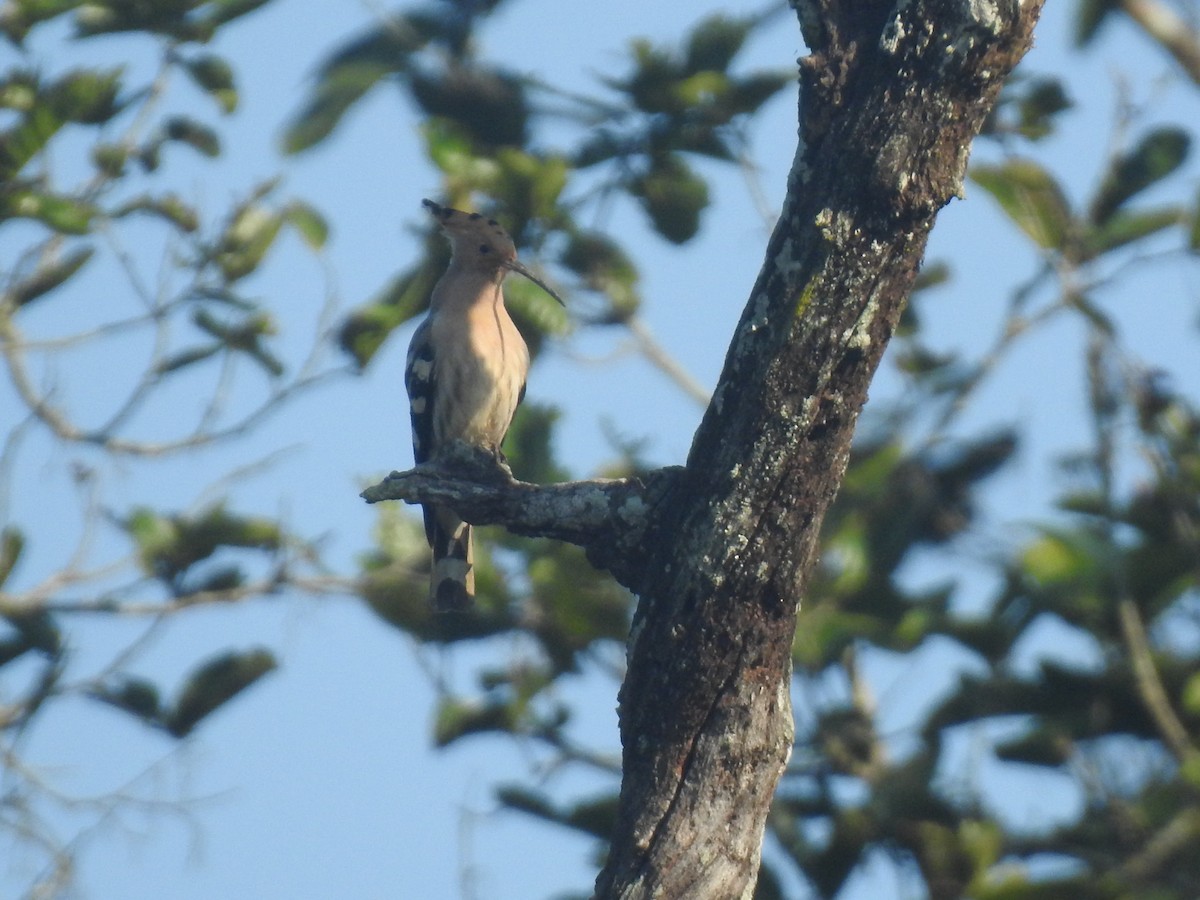 Eurasian Hoopoe - ML612443862