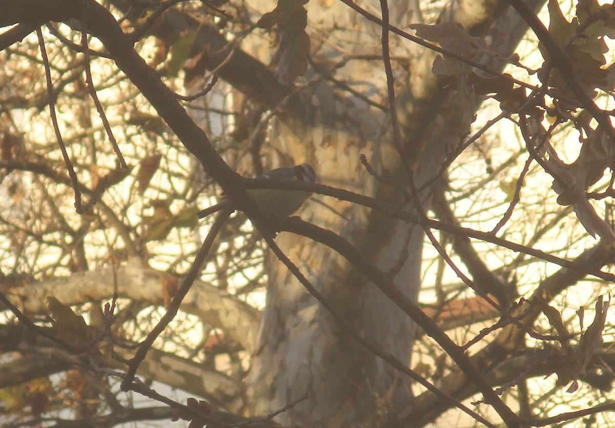 Eurasian Blue Tit - ML612443879