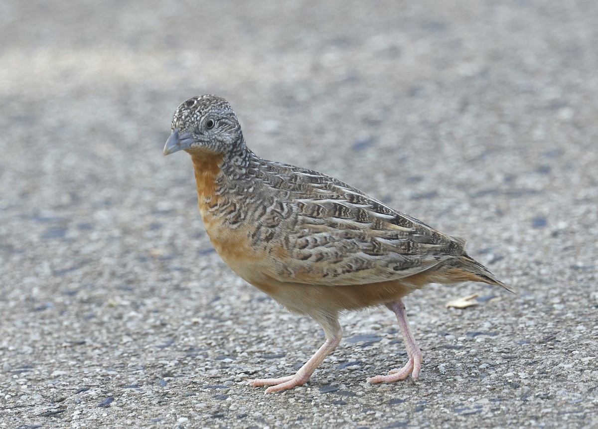 Red-chested Buttonquail - Mary Clarke