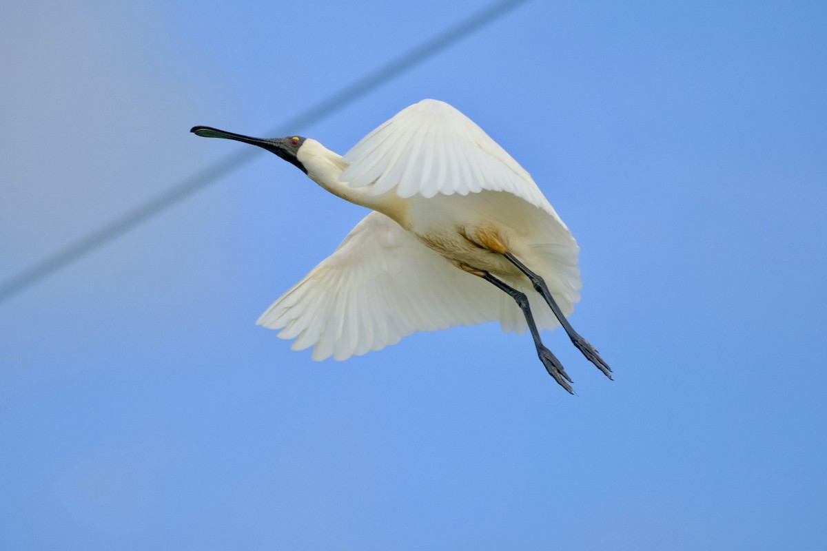 Royal Spoonbill - Adrian Brooks