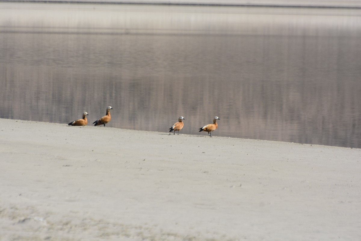 Ruddy Shelduck - Geoff Carpentier