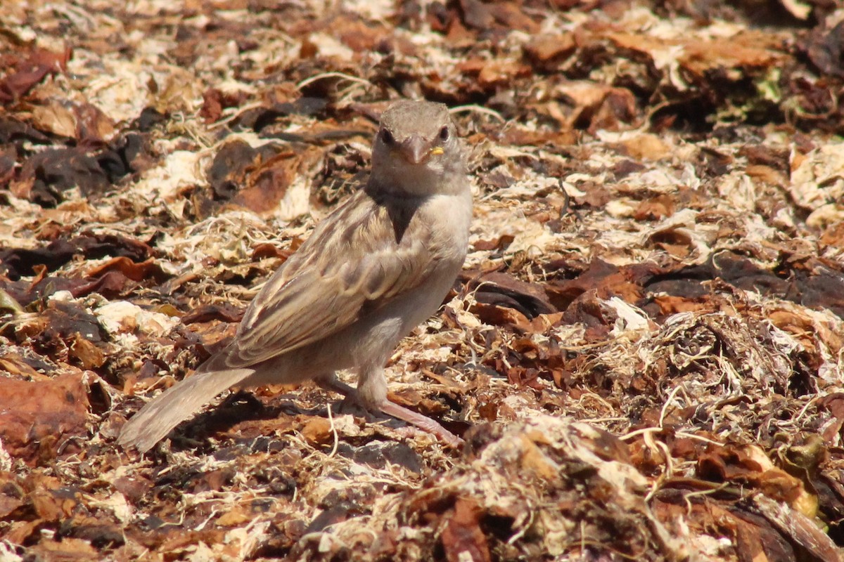 Moineau domestique - ML612444095