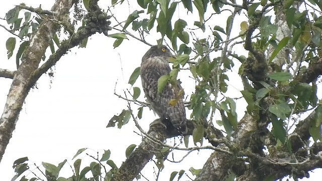 Brown Fish-Owl - ML612444259