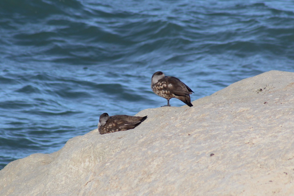 Crested Duck - ML612444319