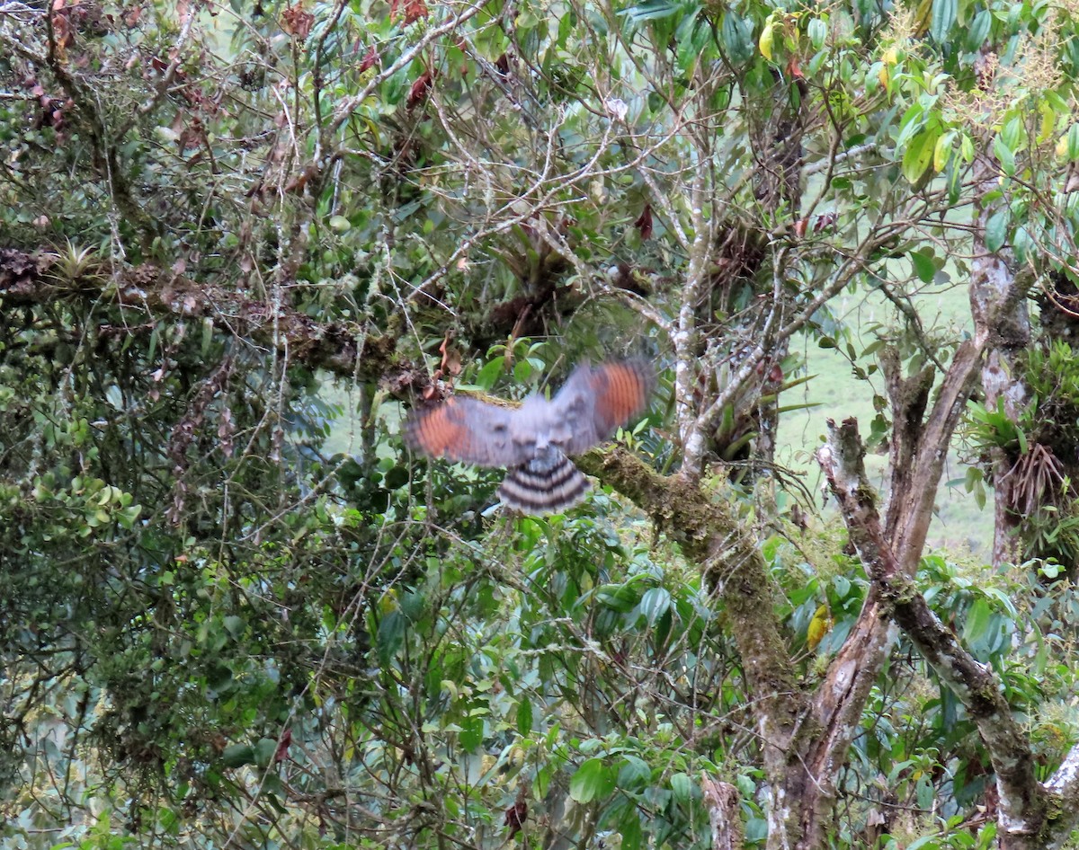 Roadside Hawk - ML612444478