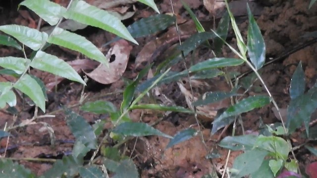 Puff-throated Babbler - ML612444487