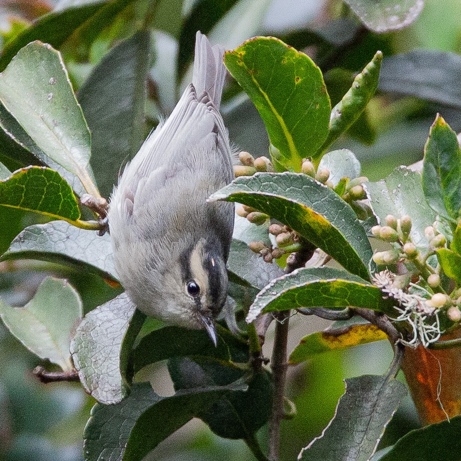 Mountain Leaf Warbler - ML612444489