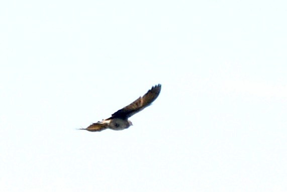 Black-eared Sparrow-Lark - Sarel Snyman